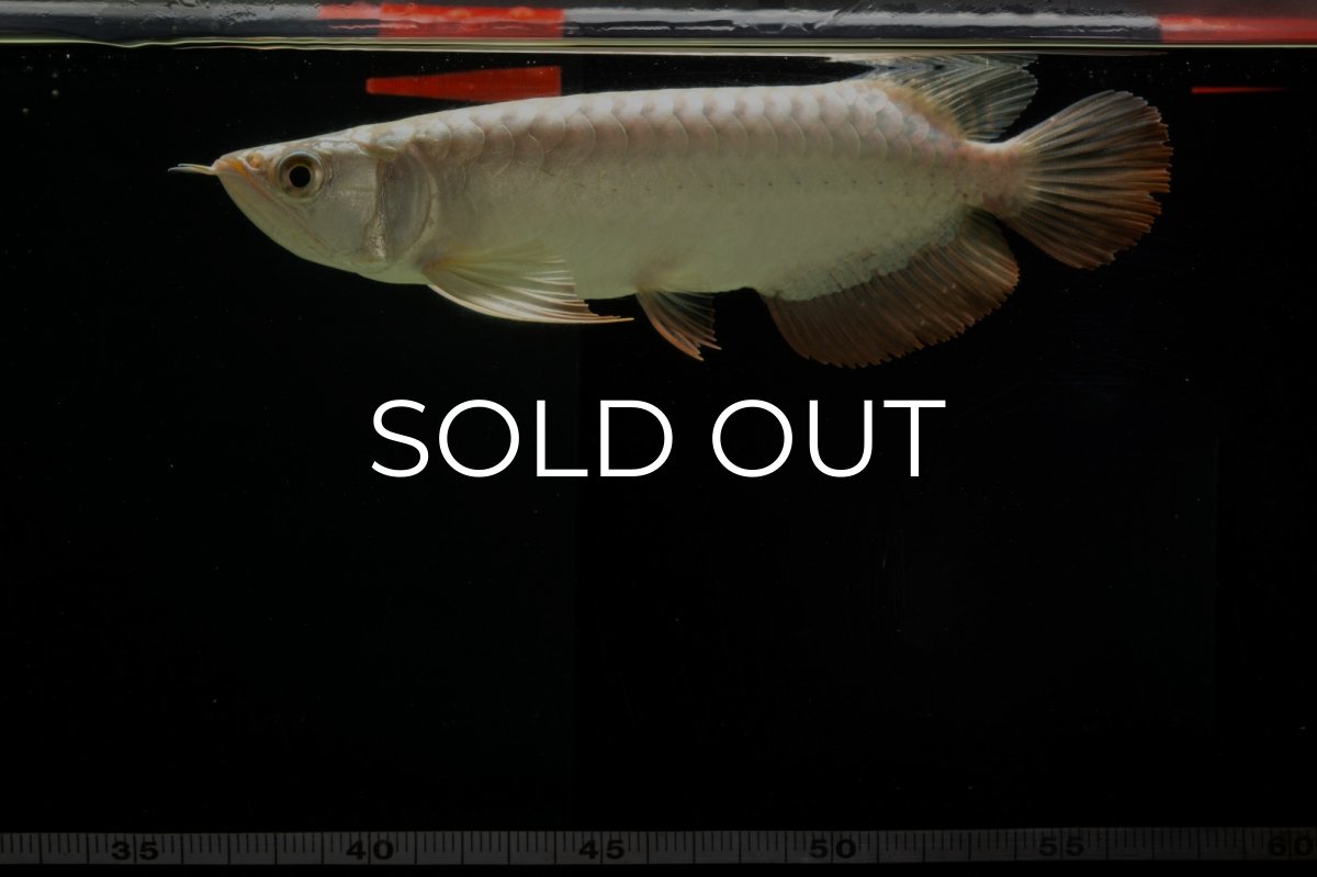 画像14: 過背金龍　NO.4（イーロン産） (14)