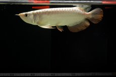 画像14: 過背金龍　NO.4（イーロン産） (14)