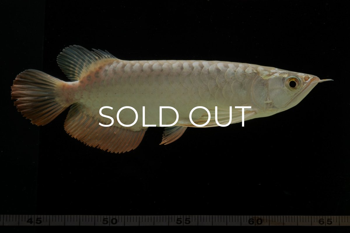 画像13: 過背金龍　NO.4（イーロン産） (13)