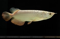 画像13: 過背金龍　NO.4（イーロン産） (13)