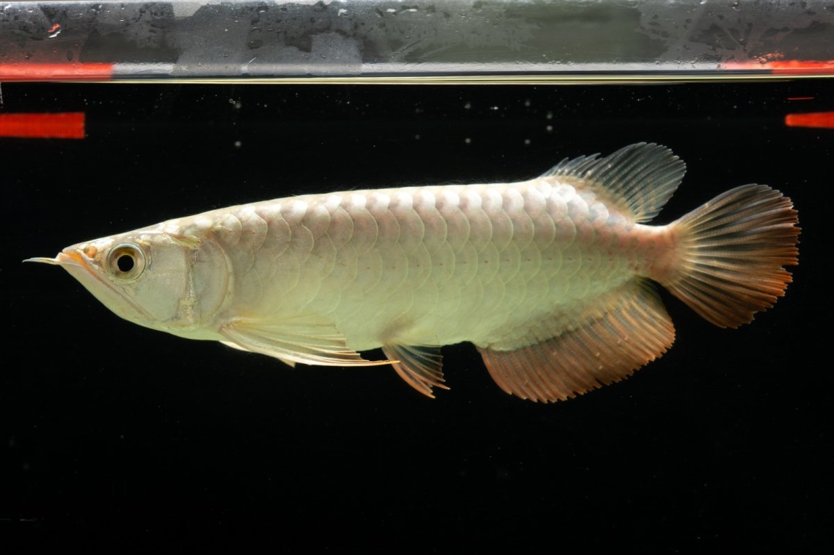 画像6: 過背金龍　NO.4（イーロン産） (6)