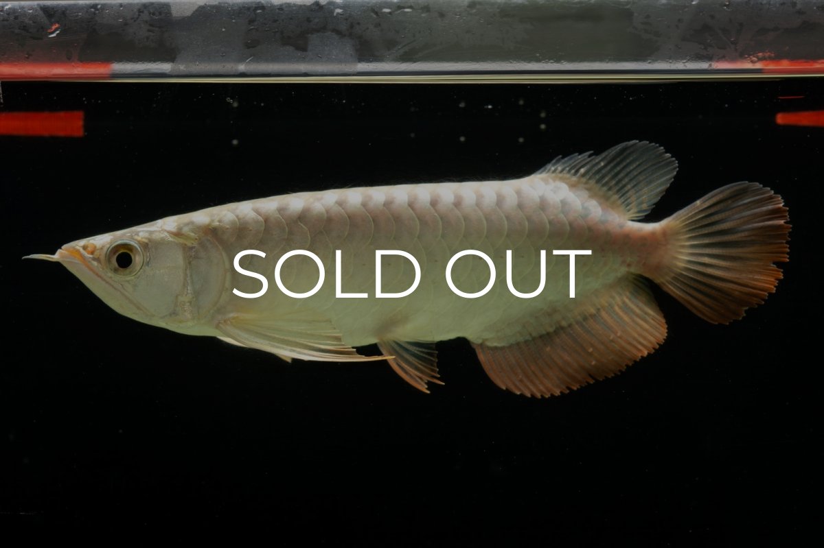 画像6: 過背金龍　NO.4（イーロン産） (6)