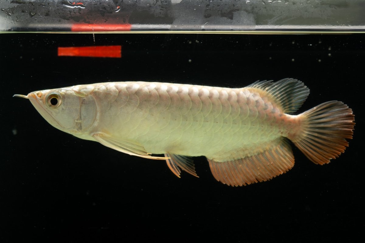 画像2: 過背金龍　NO.4（イーロン産） (2)