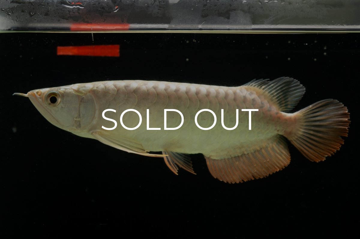 画像2: 過背金龍　NO.4（イーロン産） (2)