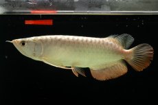 画像2: 過背金龍　NO.4（イーロン産） (2)