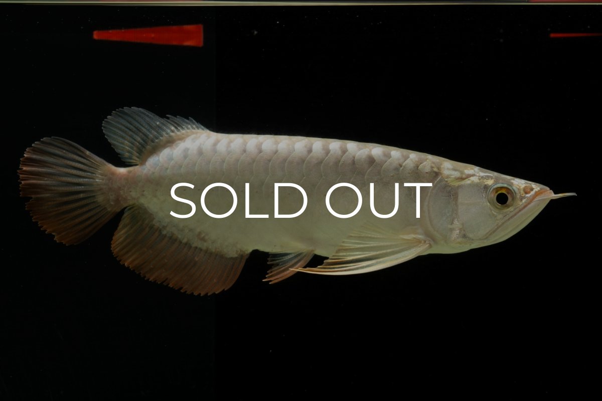 画像5: 過背金龍　NO.4（イーロン産） (5)