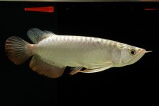 画像5: 過背金龍　NO.4（イーロン産） (5)