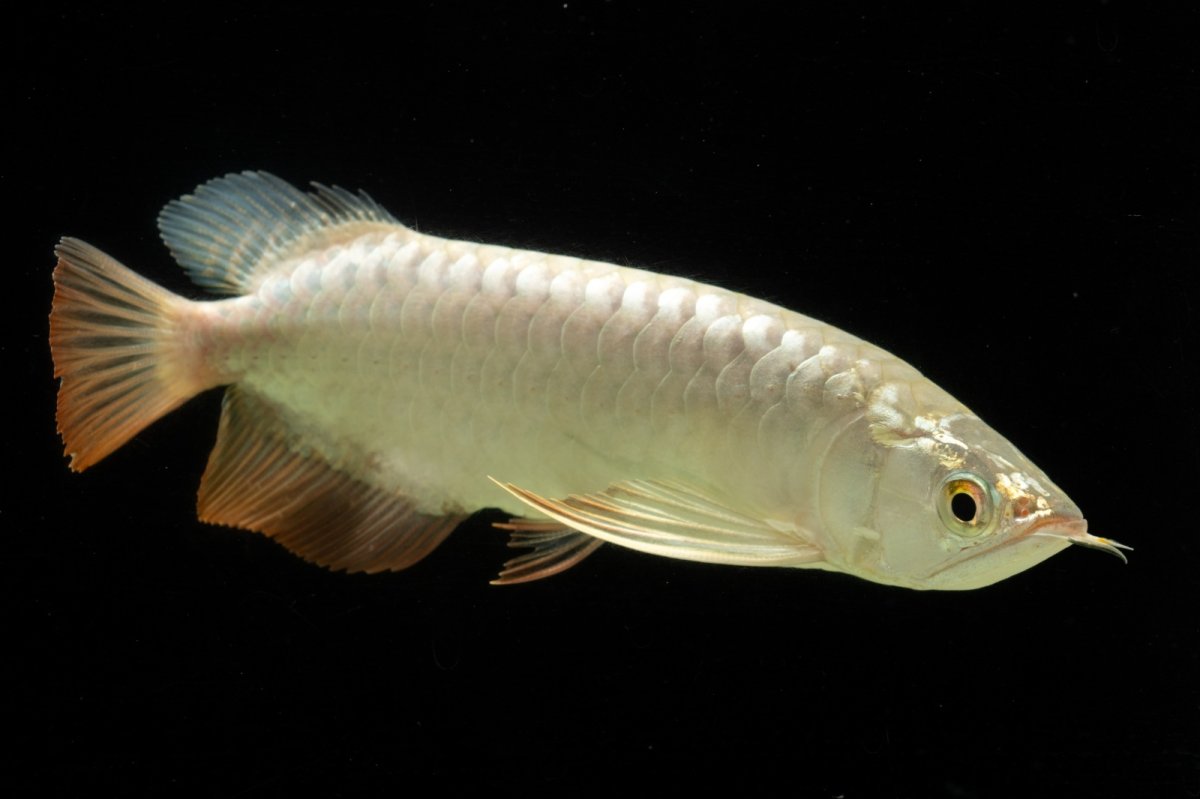 画像10: 過背金龍　NO.4（イーロン産） (10)