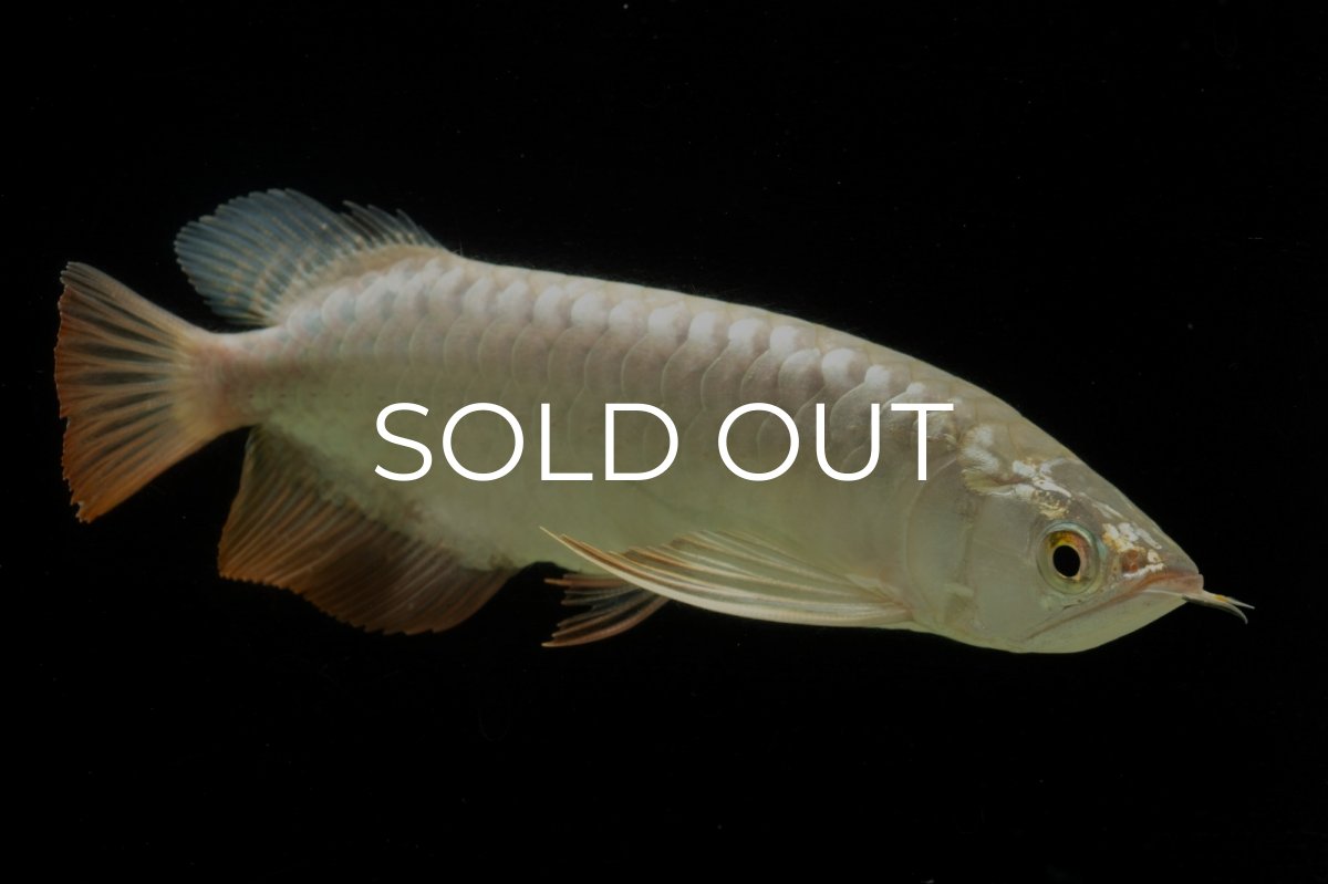 画像10: 過背金龍　NO.4（イーロン産） (10)