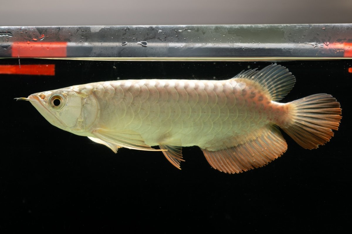 画像4: 過背金龍　NO.4（イーロン産） (4)