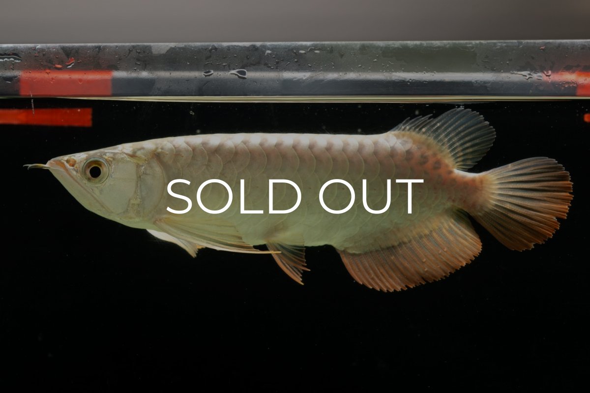 画像4: 過背金龍　NO.4（イーロン産） (4)