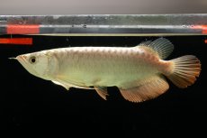 画像4: 過背金龍　NO.4（イーロン産） (4)