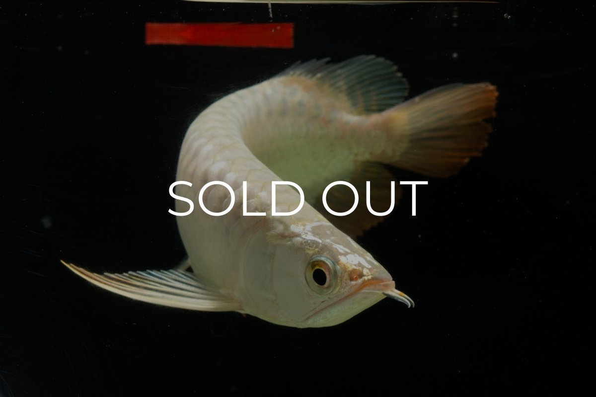 画像8: 過背金龍　NO.4（イーロン産） (8)