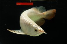 画像8: 過背金龍　NO.4（イーロン産） (8)