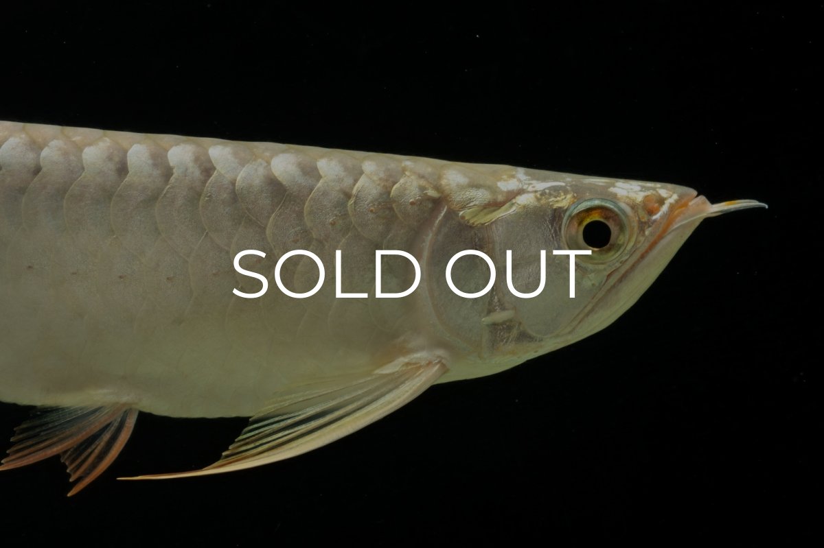 画像9: 過背金龍　NO.4（イーロン産） (9)