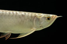 画像9: 過背金龍　NO.4（イーロン産） (9)