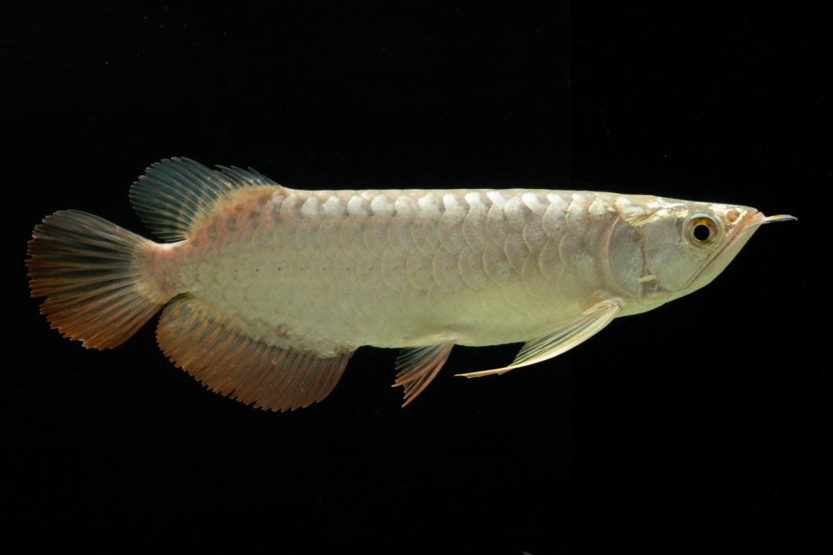 画像7: 過背金龍　NO.4（イーロン産） (7)