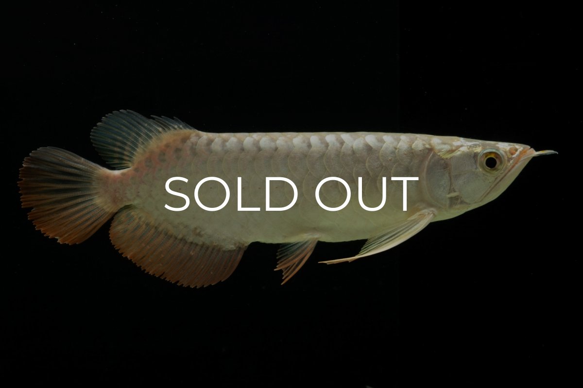 画像7: 過背金龍　NO.4（イーロン産） (7)