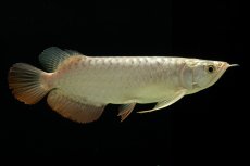 画像7: 過背金龍　NO.4（イーロン産） (7)