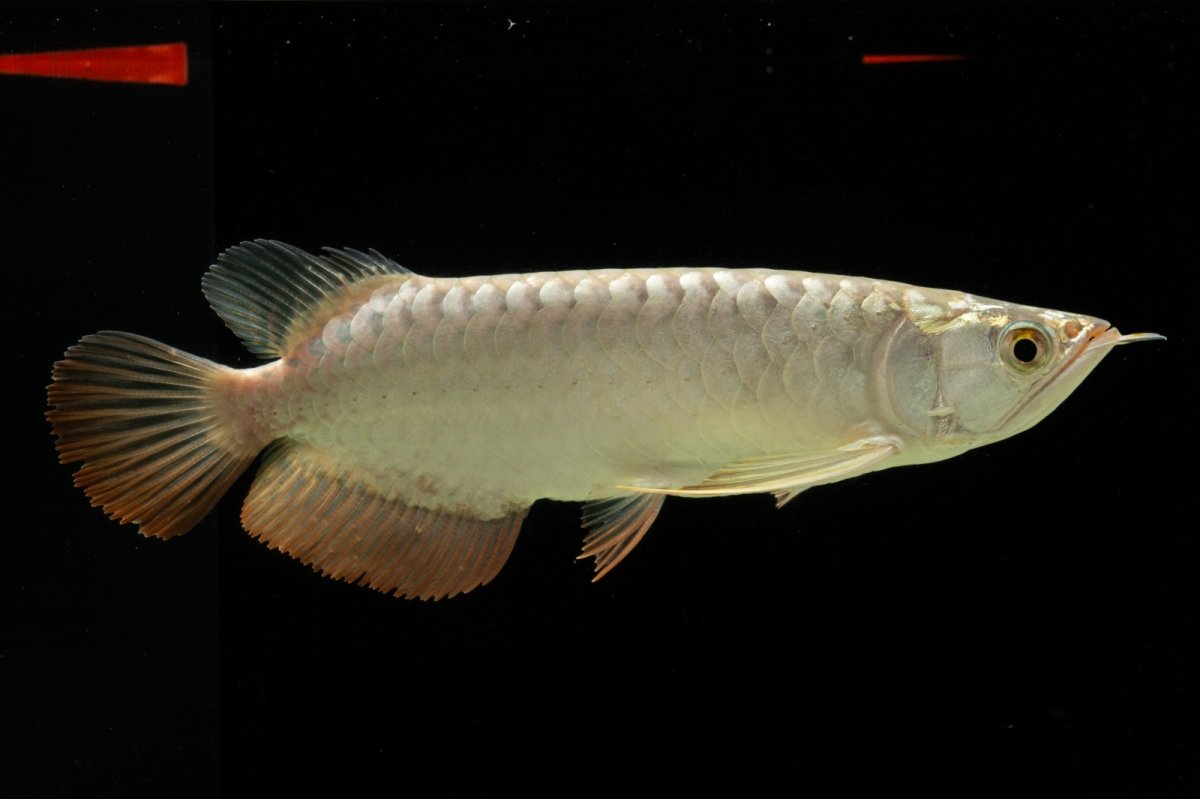 画像3: 過背金龍　NO.4（イーロン産） (3)