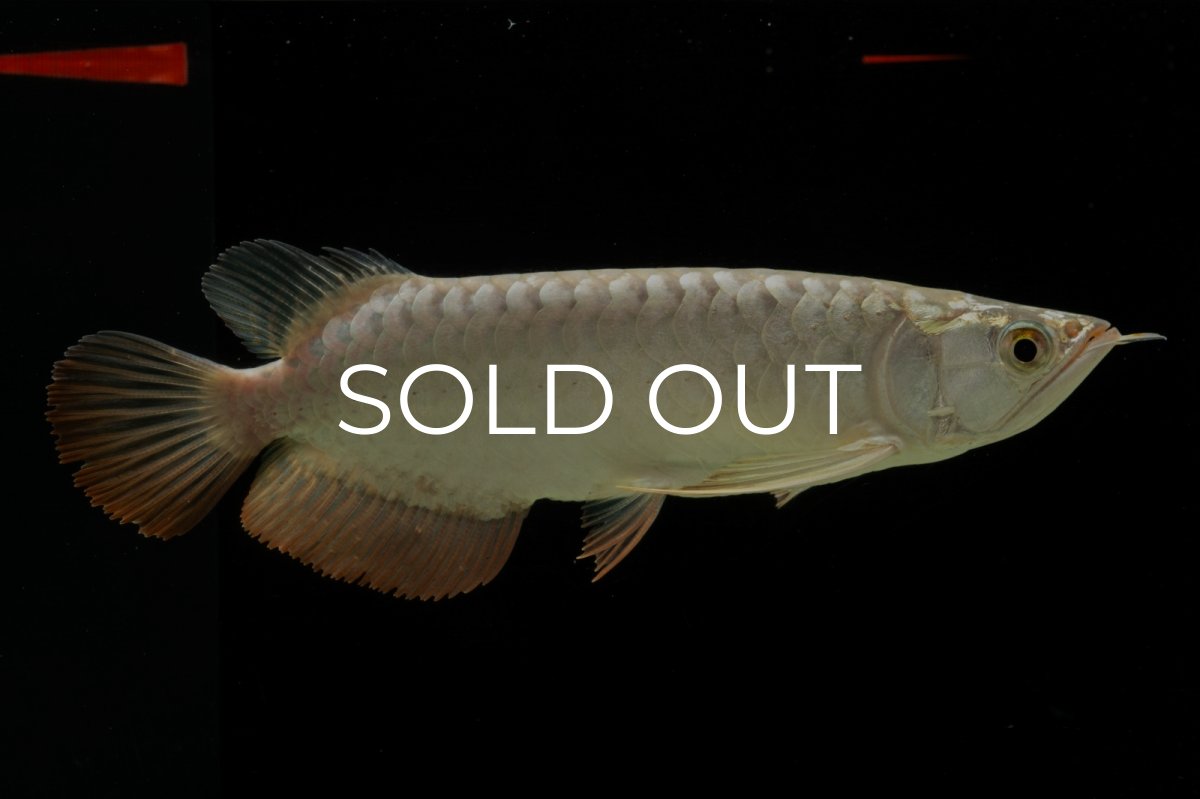 画像3: 過背金龍　NO.4（イーロン産） (3)