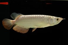 画像1: 過背金龍　NO.4（イーロン産） (1)