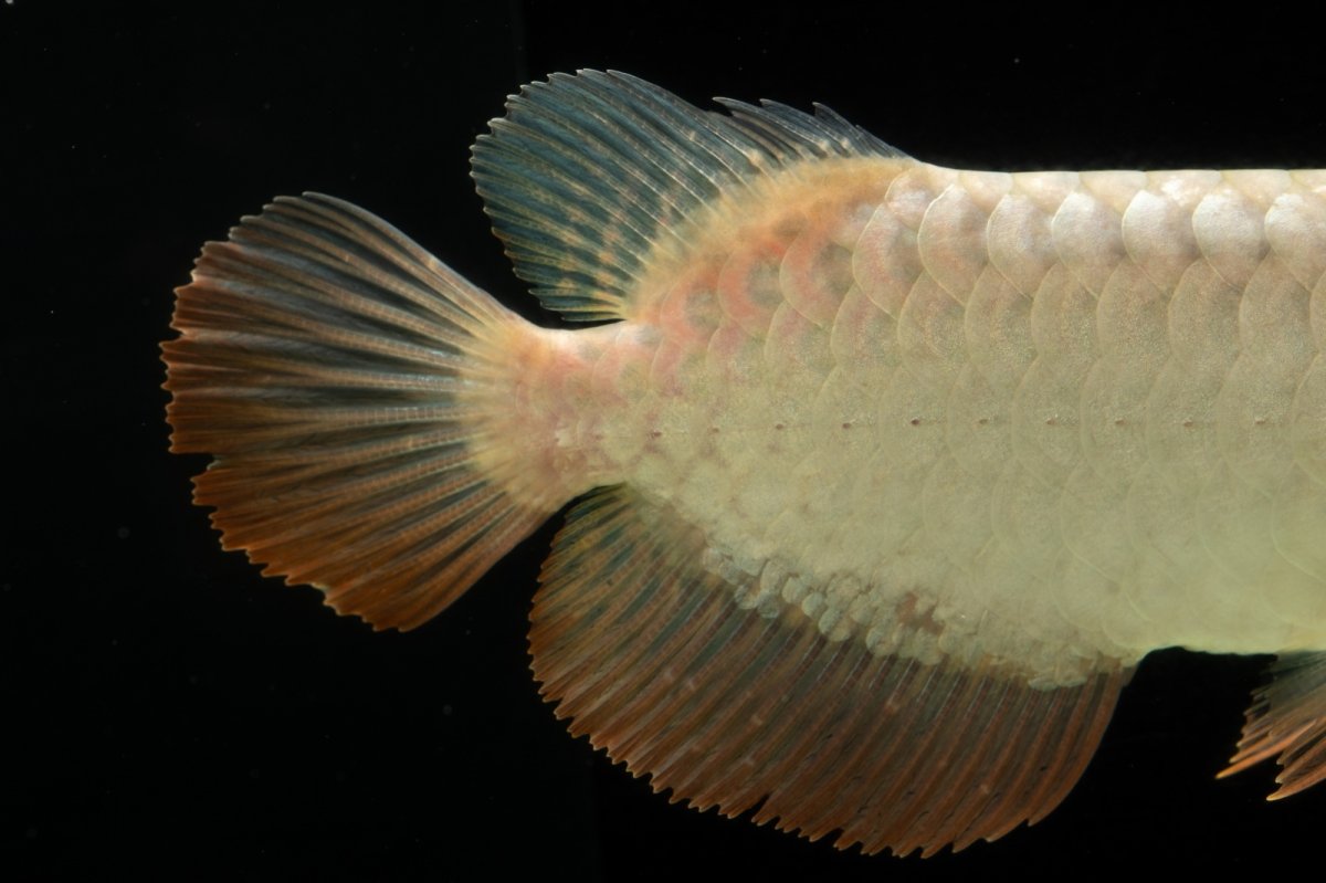 画像12: 過背金龍　NO.4（イーロン産） (12)