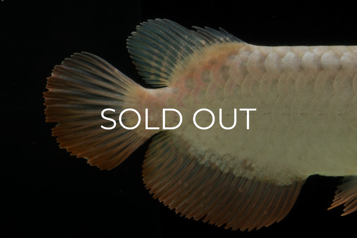 画像12: 過背金龍　NO.4（イーロン産） (12)