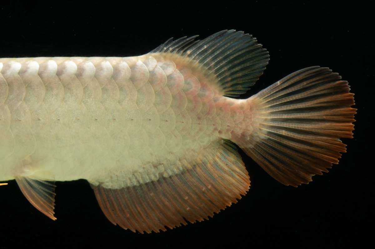 画像11: 過背金龍　NO.4（イーロン産） (11)