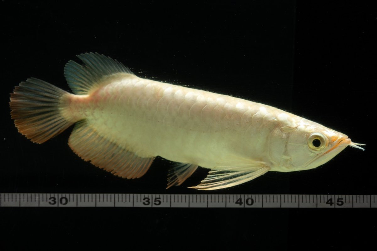 画像11: 過背金龍　NO.5（イーロン産） (11)