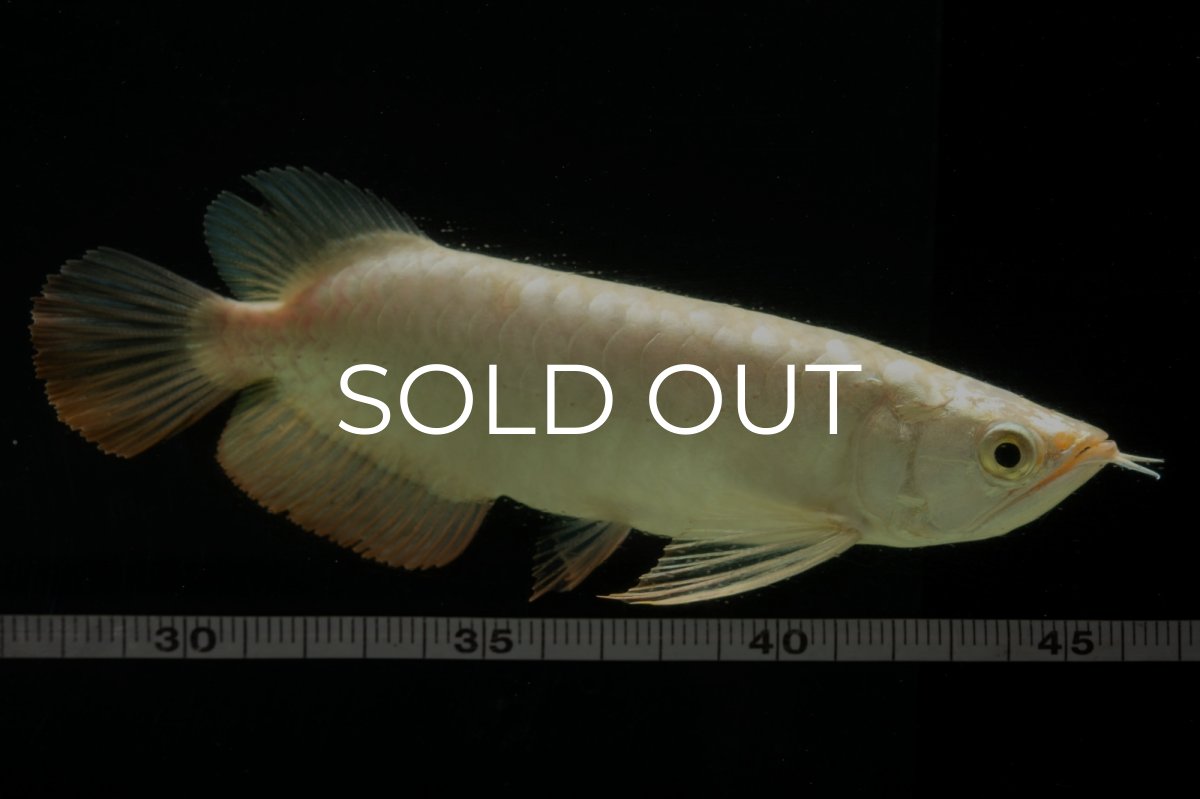 画像11: 過背金龍　NO.5（イーロン産） (11)