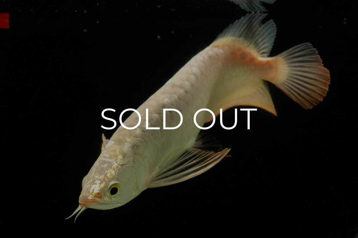 画像6: 過背金龍　NO.5（イーロン産） (6)