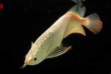 画像6: 過背金龍　NO.5（イーロン産） (6)