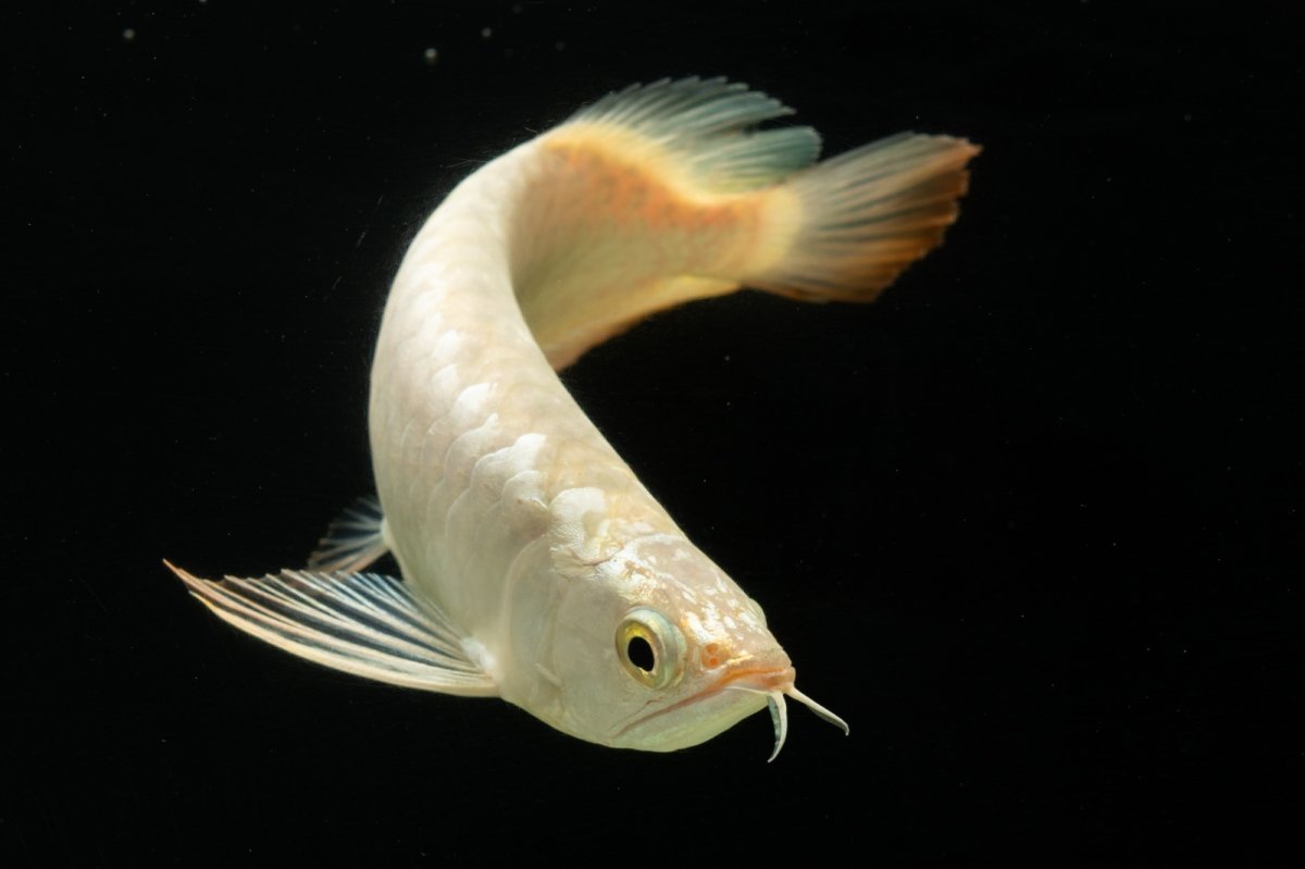 画像7: 過背金龍　NO.5（イーロン産） (7)