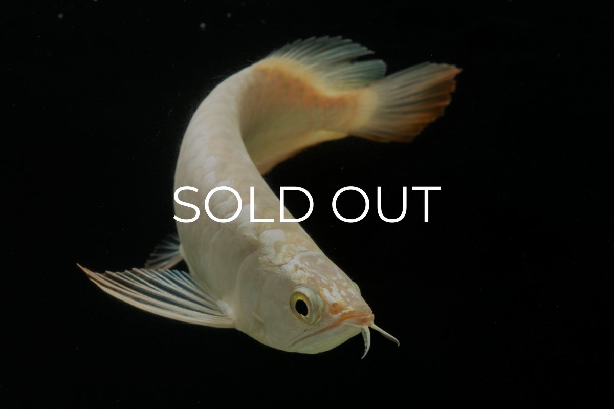 画像7: 過背金龍　NO.5（イーロン産） (7)