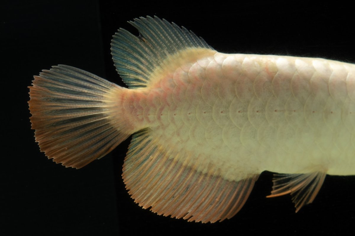 画像9: 過背金龍　NO.5（イーロン産） (9)