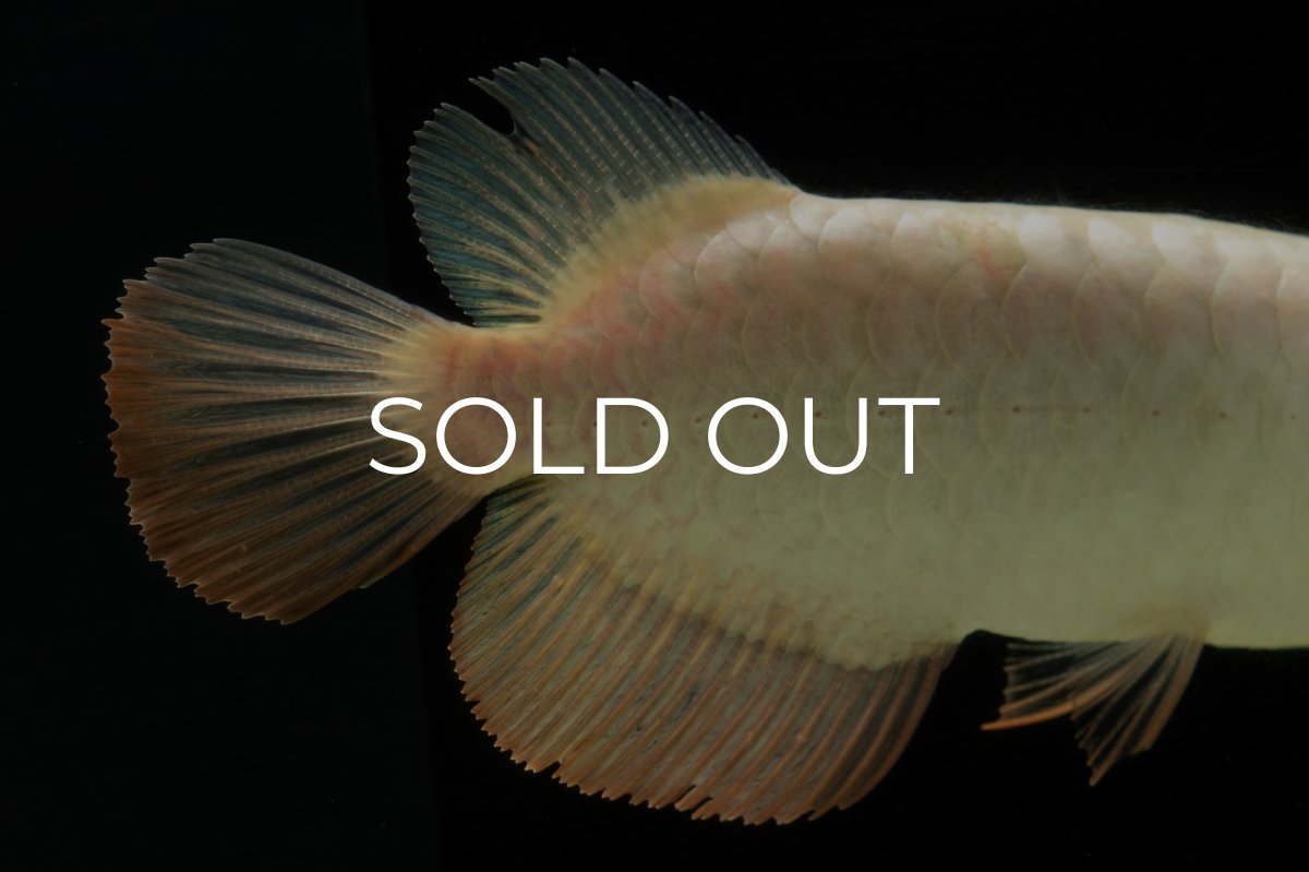 画像9: 過背金龍　NO.5（イーロン産） (9)