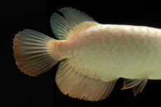 画像9: 過背金龍　NO.5（イーロン産） (9)