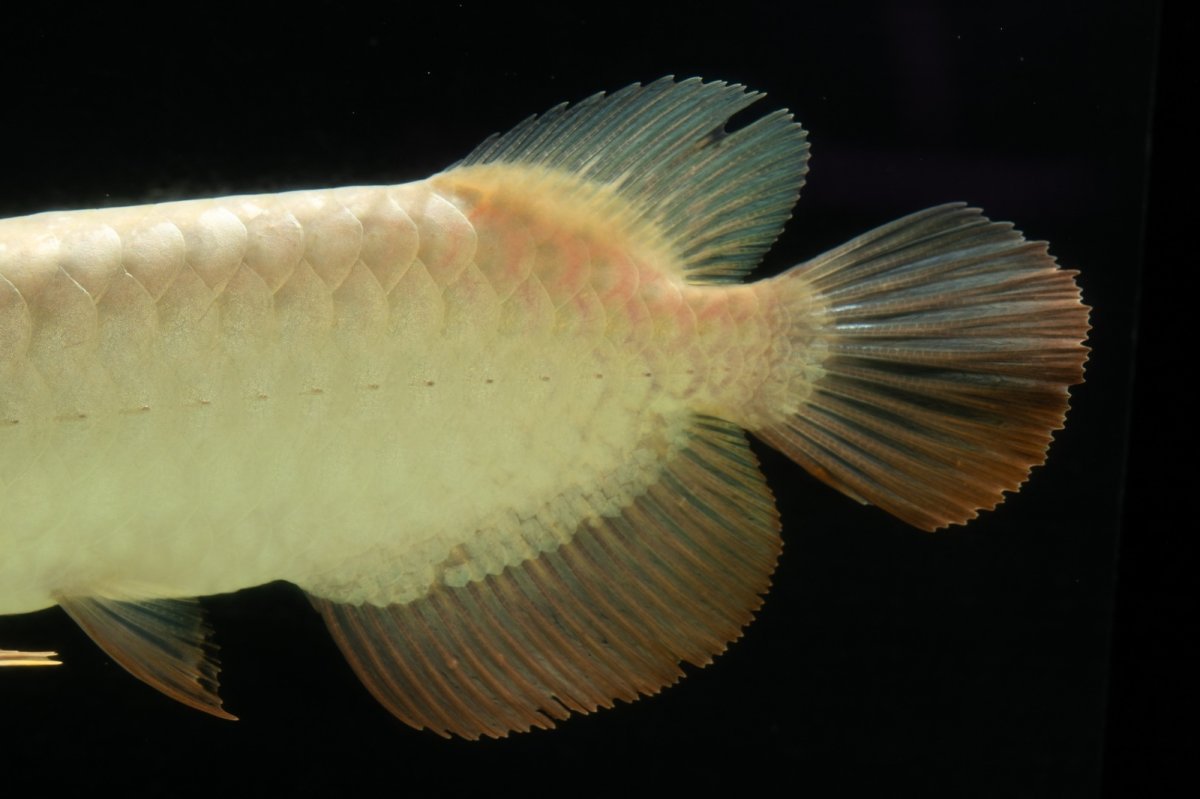 画像8: 過背金龍　NO.5（イーロン産） (8)