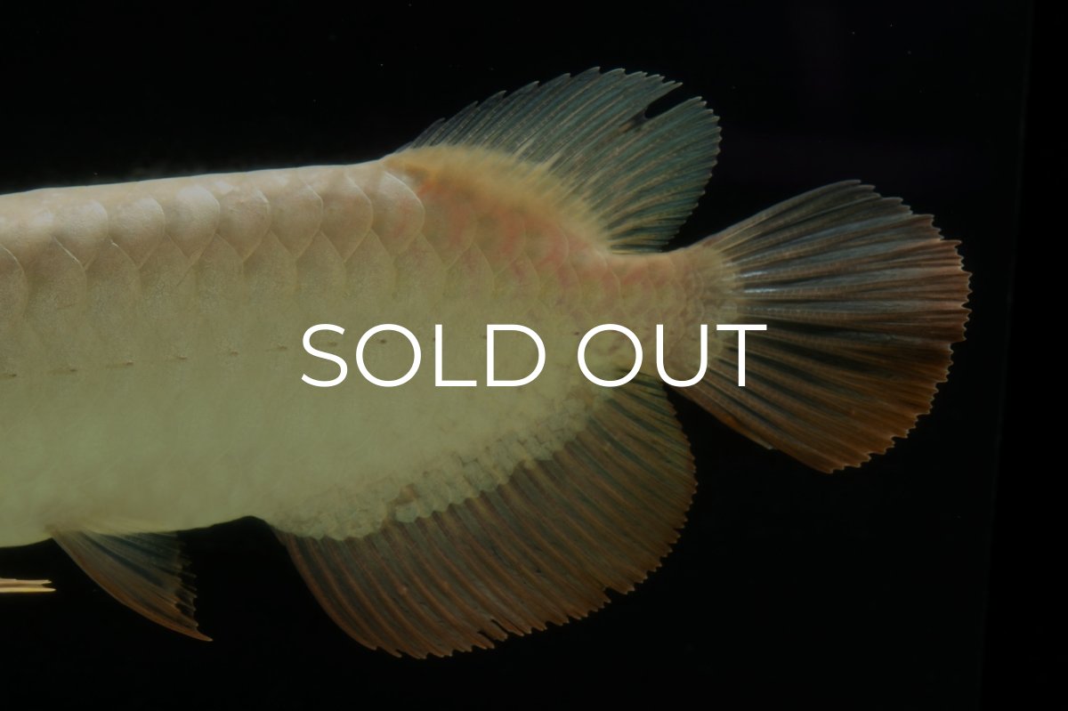 画像8: 過背金龍　NO.5（イーロン産） (8)