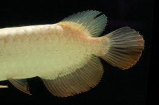 画像8: 過背金龍　NO.5（イーロン産） (8)