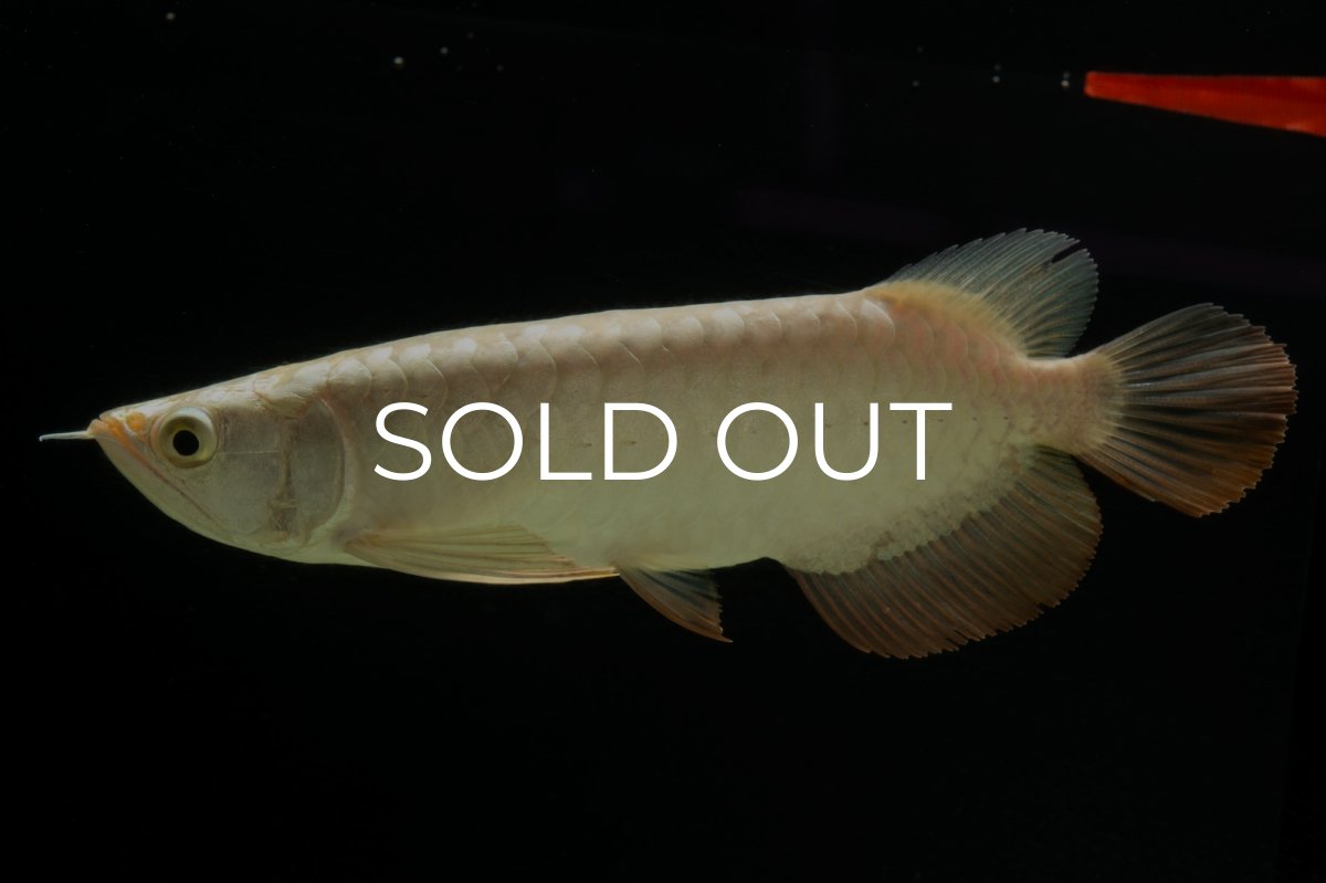 画像4: 過背金龍　NO.5（イーロン産） (4)