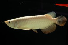 画像4: 過背金龍　NO.5（イーロン産） (4)