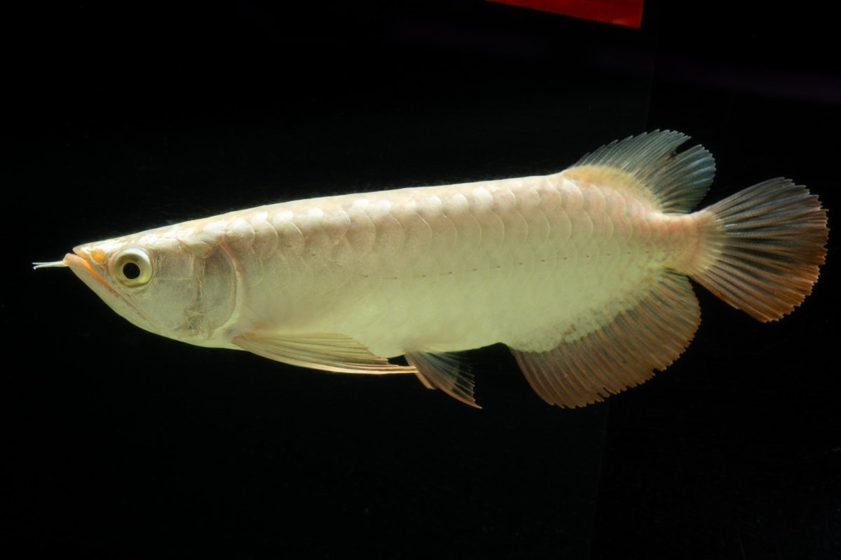 画像2: 過背金龍　NO.5（イーロン産） (2)