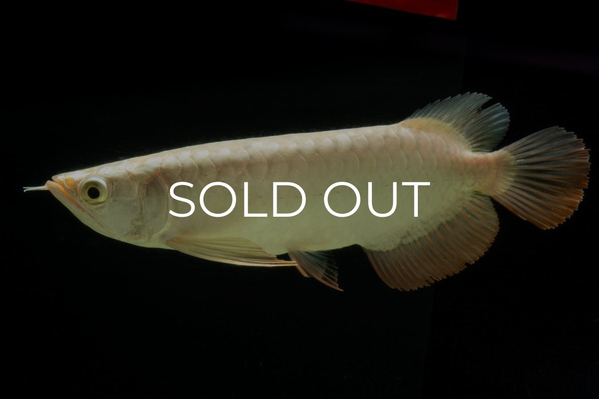 画像2: 過背金龍　NO.5（イーロン産） (2)