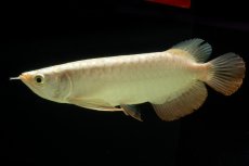 画像2: 過背金龍　NO.5（イーロン産） (2)