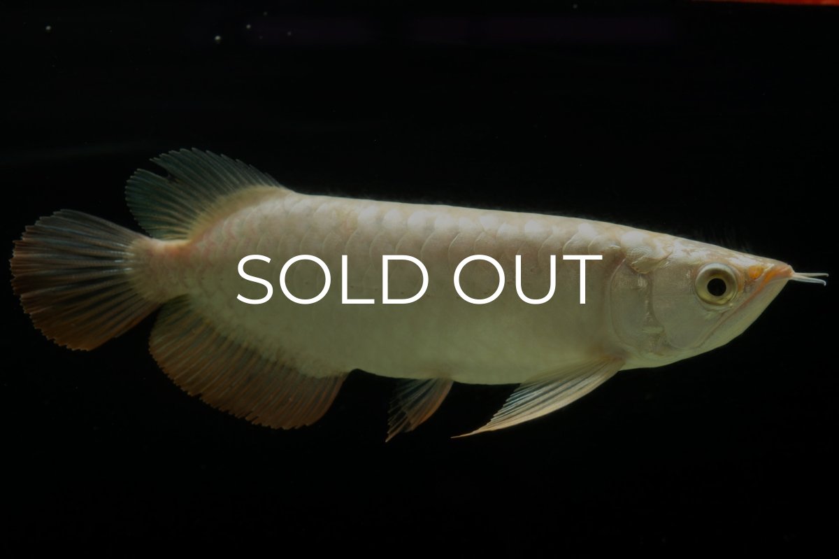 画像5: 過背金龍　NO.5（イーロン産） (5)