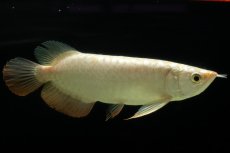 画像5: 過背金龍　NO.5（イーロン産） (5)