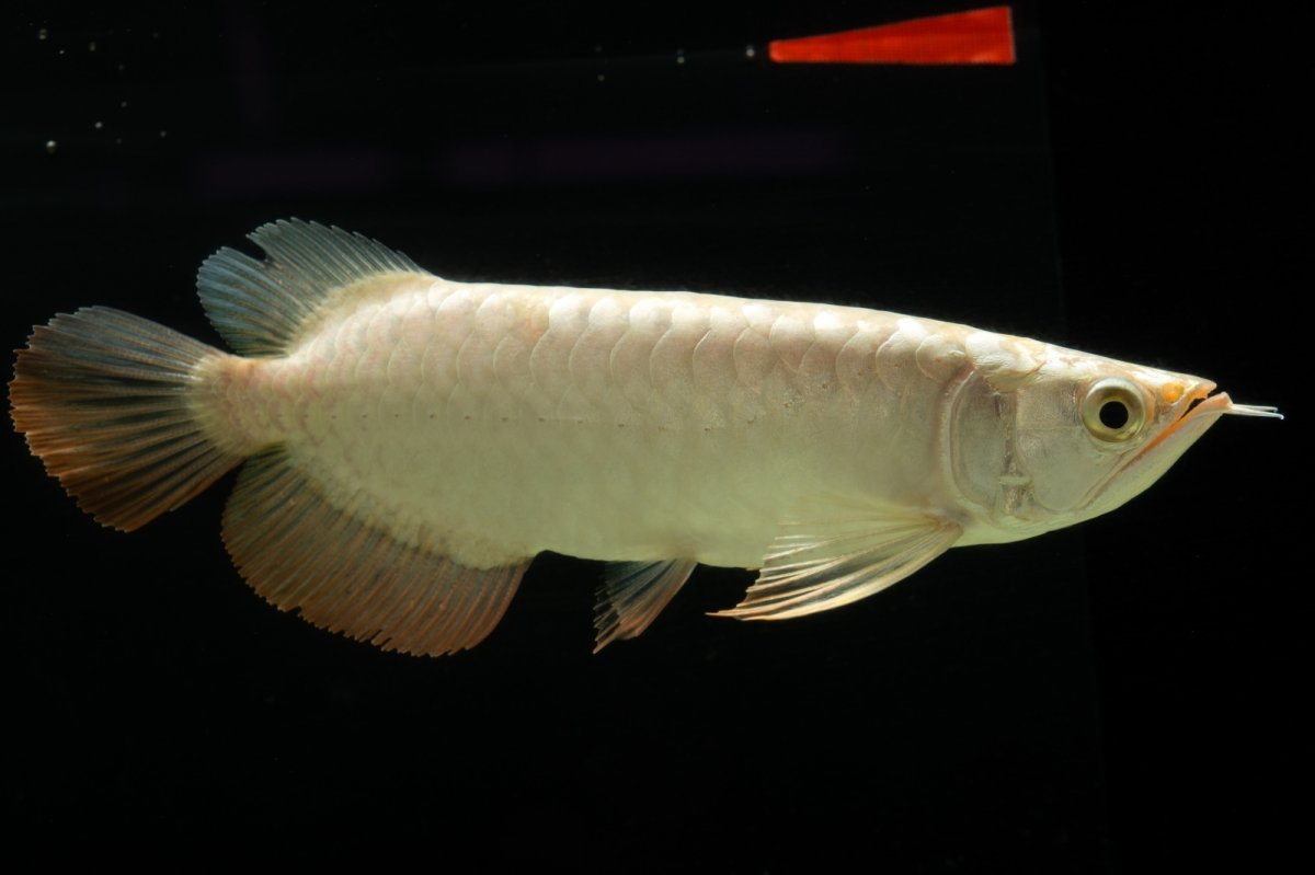 画像3: 過背金龍　NO.5（イーロン産） (3)