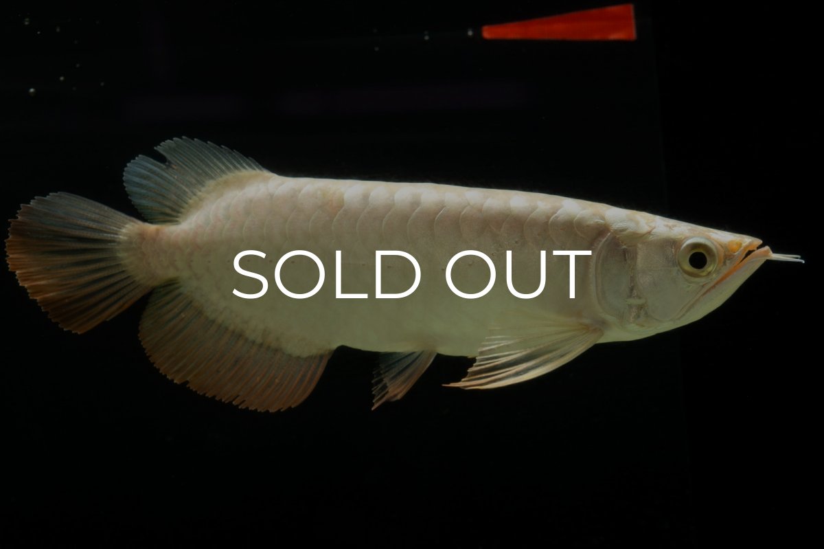 画像3: 過背金龍　NO.5（イーロン産） (3)